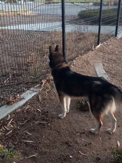 College Dog Park - Oxnard, CA