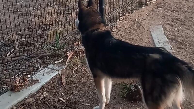 College Dog Park - Oxnard, CA