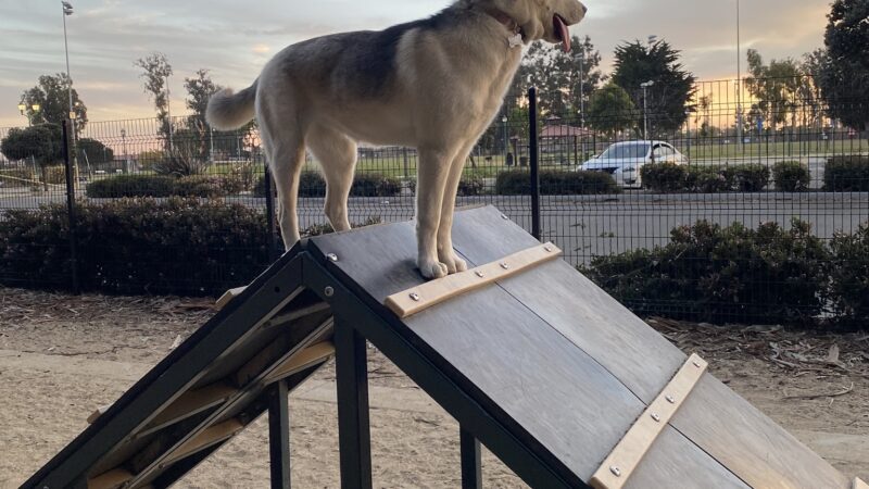 College Dog Park - Oxnard, CA
