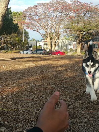 Dog Park - Oxnard, CA