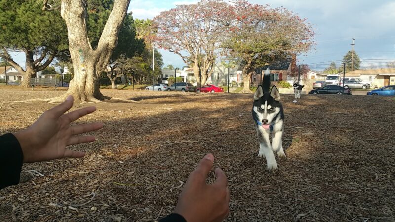 Dog Park - Oxnard, CA