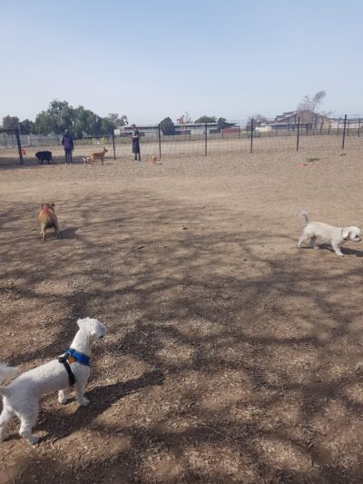 Dog Park - Oxnard, CA