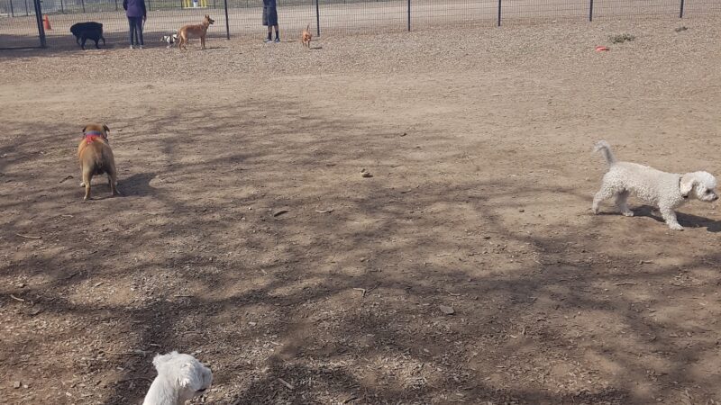 Dog Park - Oxnard, CA