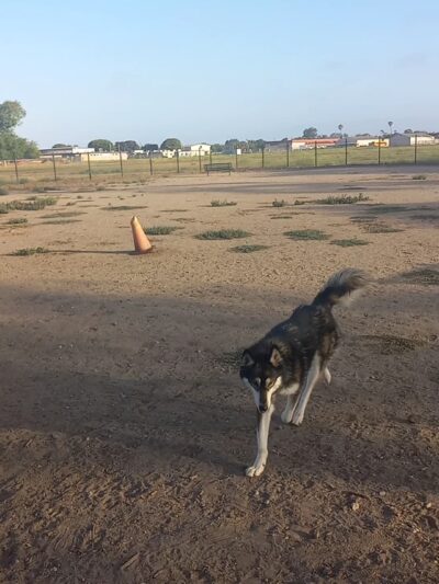 Dog Park - Oxnard, CA