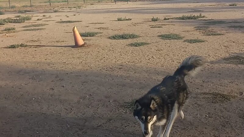Dog Park - Oxnard, CA