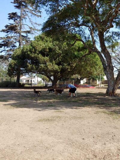 Dog Park - Oxnard, CA