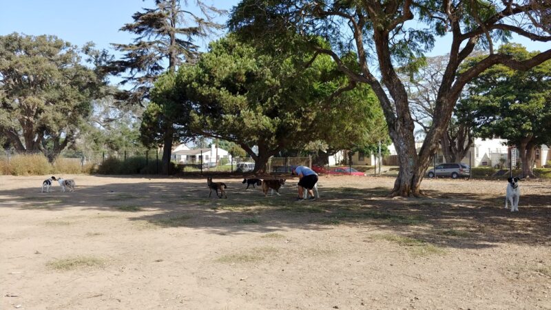 Dog Park - Oxnard, CA