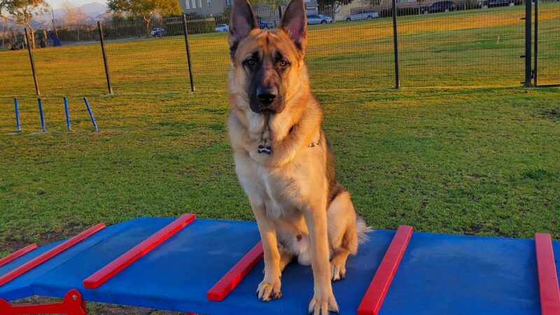 Windrow Off-leash Dog Park - Oxnard, CA