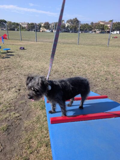 Windrow Off-leash Dog Park - Oxnard, CA