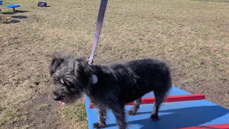 Windrow Off-leash Dog Park - Oxnard, CA