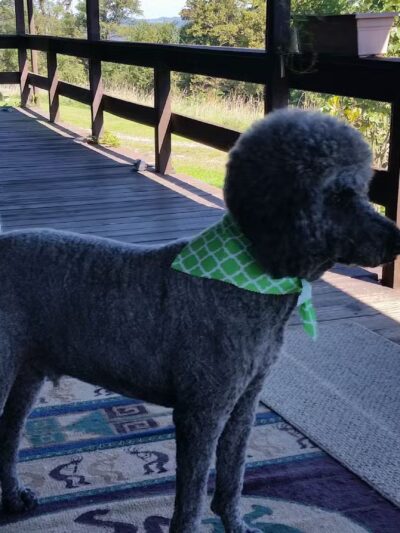 Dog Palace - Paden City, WV