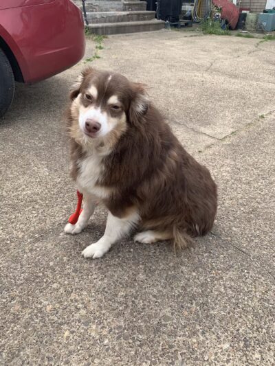 Dog Palace - Paden City, WV