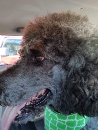 Dog Palace - Paden City, WV