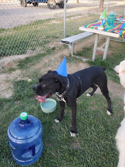 Blosser Dog Park - Pahrump, NV