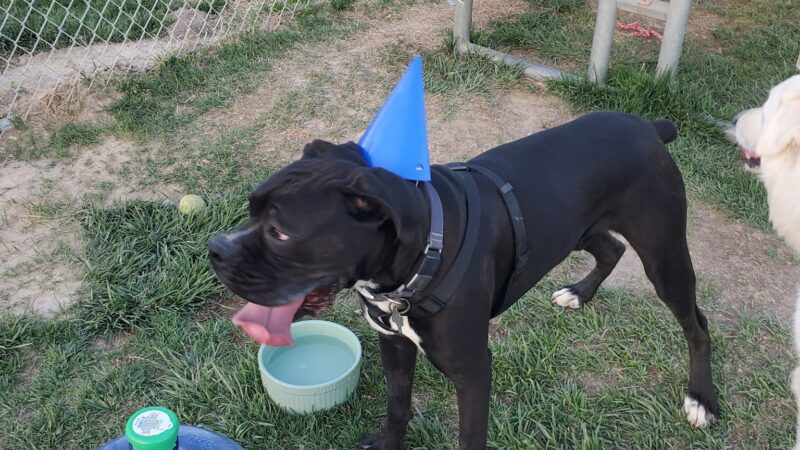 Blosser Dog Park - Pahrump, NV