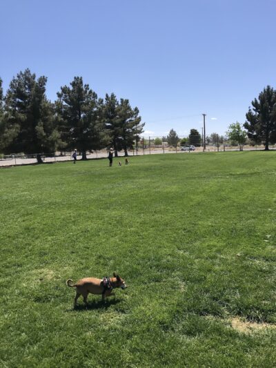 Blosser Dog Park - Pahrump, NV