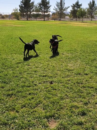 Blosser Dog Park - Pahrump, NV
