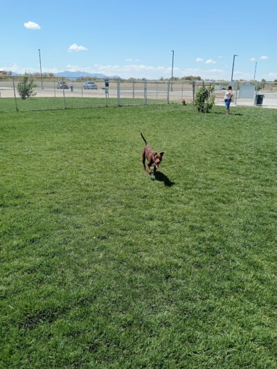 Kellogg Park - Pahrump, NV