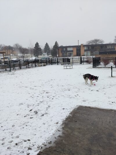 Albion on Northwest dog park - Palatine, IL
