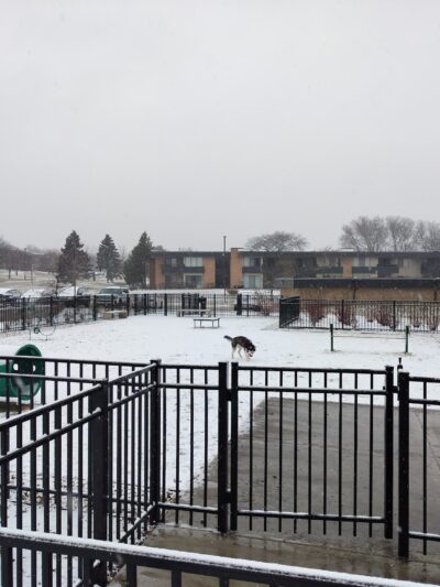 Albion on Northwest dog park - Palatine, IL