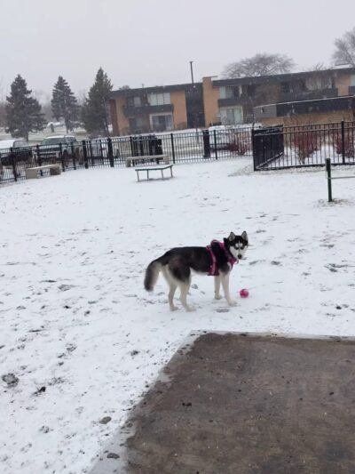 Albion on Northwest dog park - Palatine, IL