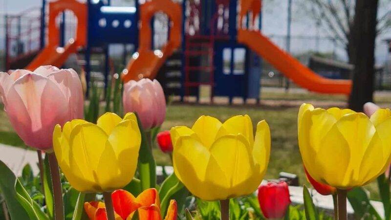 Peachbowl Park - Palisade, CO