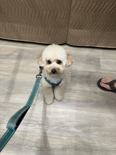 Dear Puppy - Palisades Park, NJ