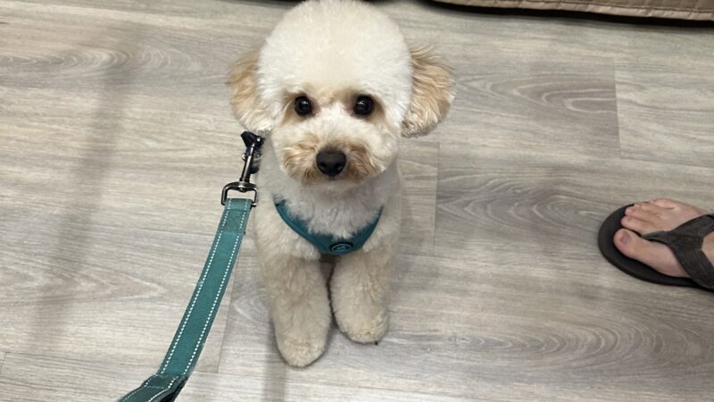 Dear Puppy - Palisades Park, NJ