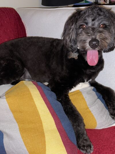 Dear Puppy - Palisades Park, NJ