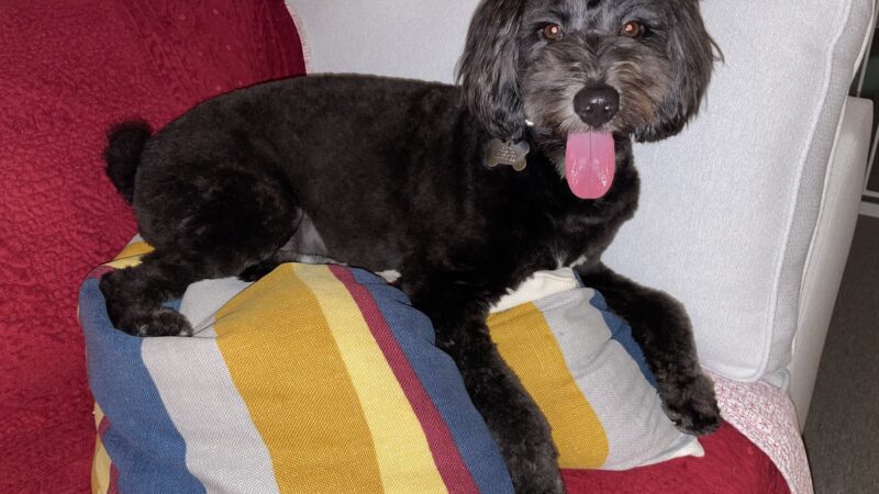 Dear Puppy - Palisades Park, NJ