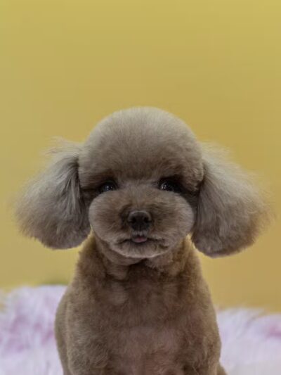 Dear Puppy - Palisades Park, NJ