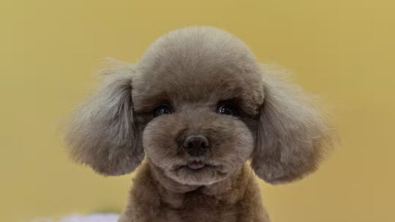 Dear Puppy - Palisades Park, NJ