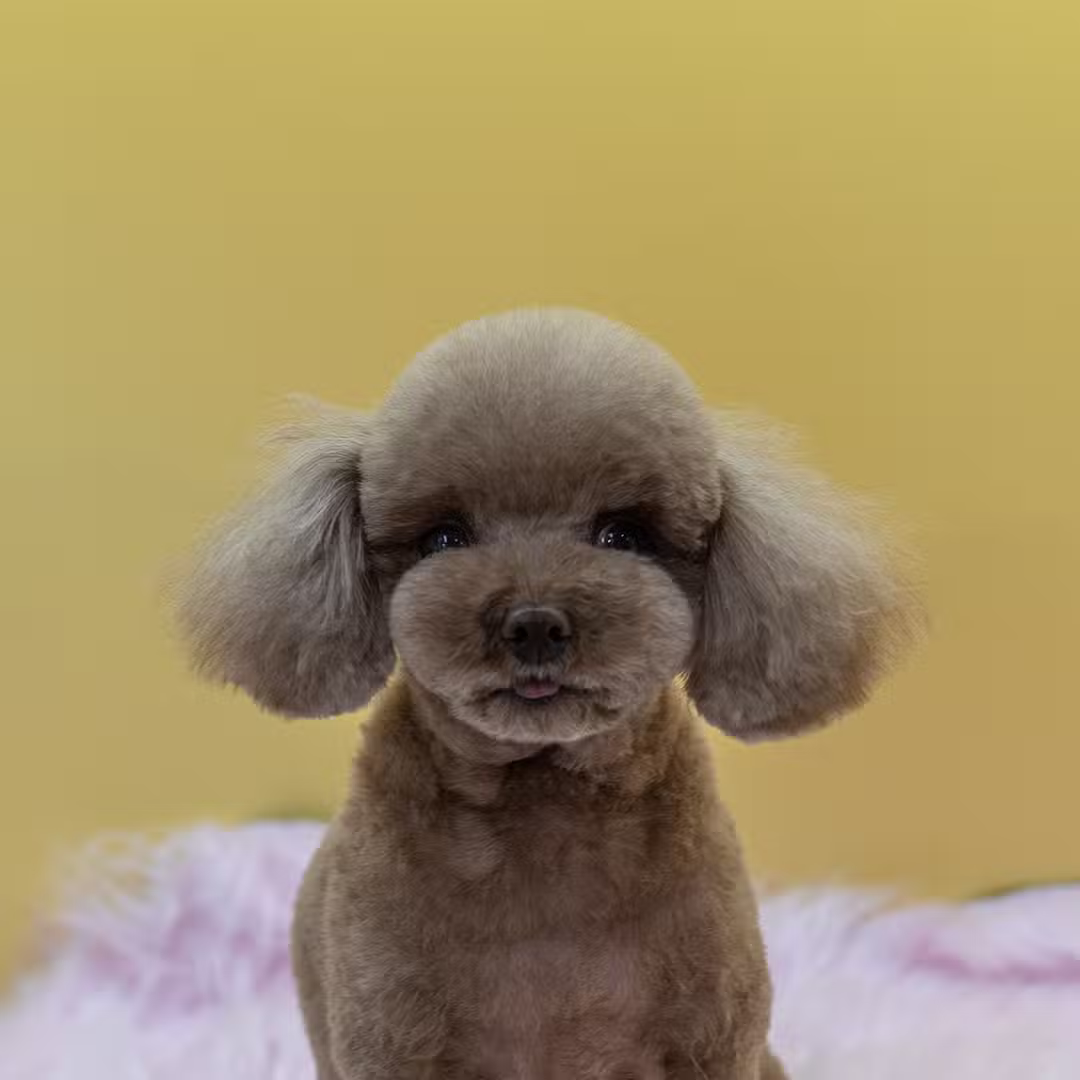 Dear Puppy - Palisades Park, NJ