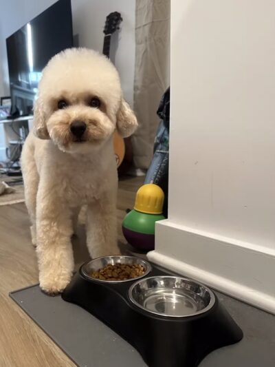 Dear Puppy - Palisades Park, NJ