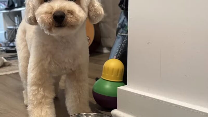 Dear Puppy - Palisades Park, NJ