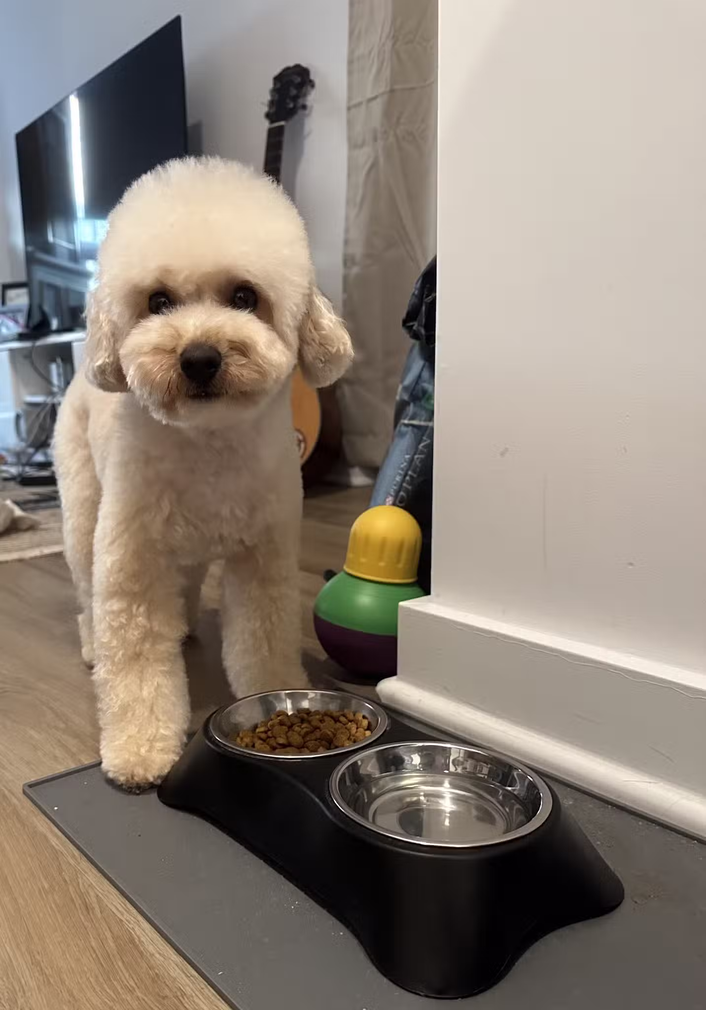 Dear Puppy - Palisades Park, NJ