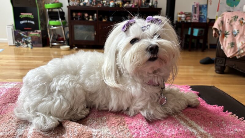 ✨🌈Puchi Pet Paradise😻🐶 - Palisades Park, NJ