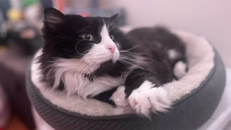 ✨🌈Puchi Pet Paradise😻🐶 - Palisades Park, NJ