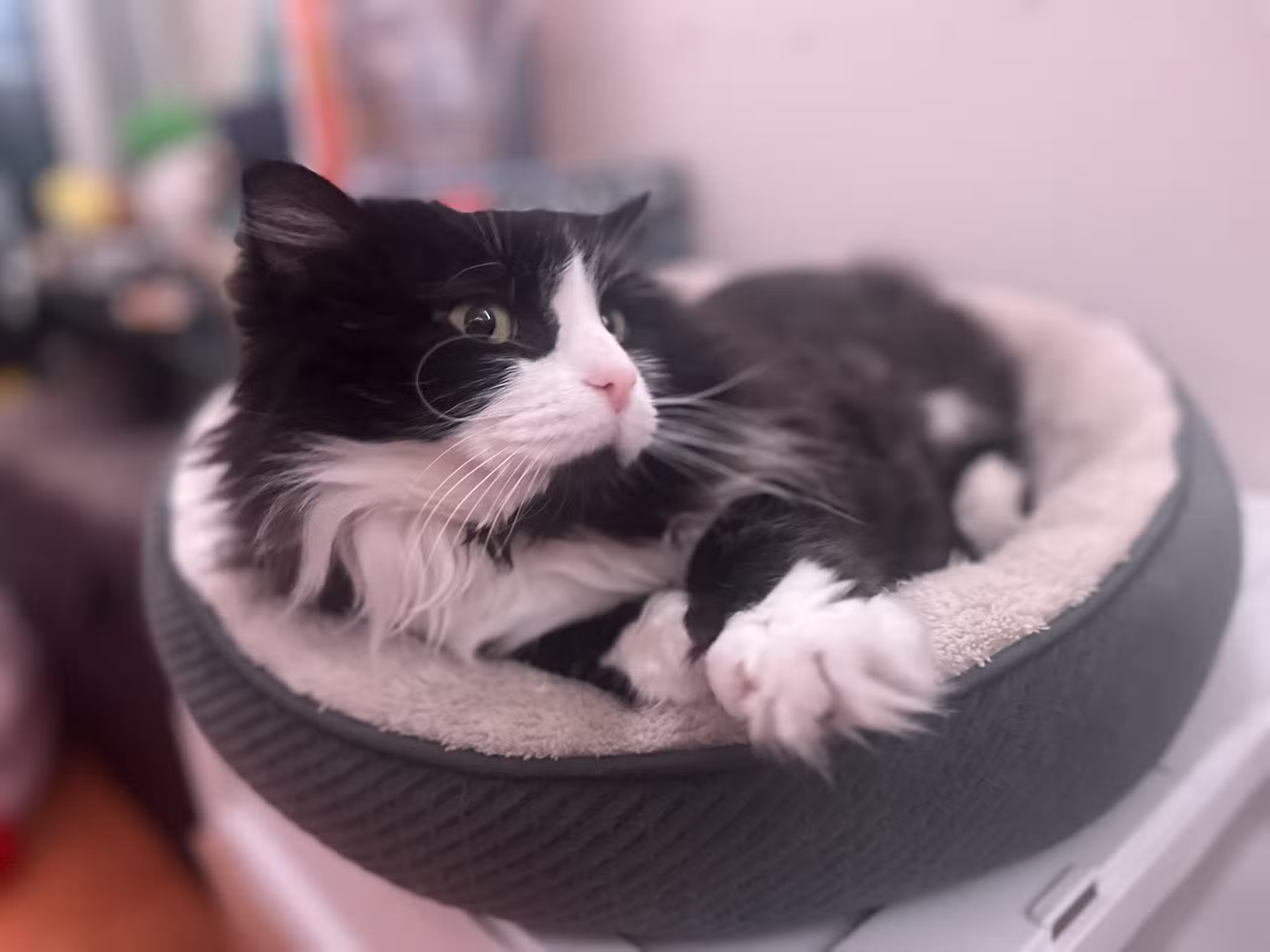 ✨🌈Puchi Pet Paradise😻🐶 - Palisades Park, NJ