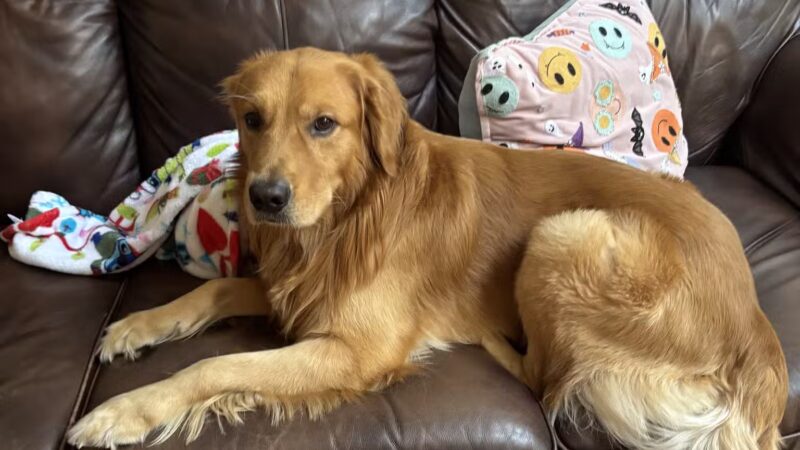 ✨🌈Puchi Pet Paradise😻🐶 - Palisades Park, NJ