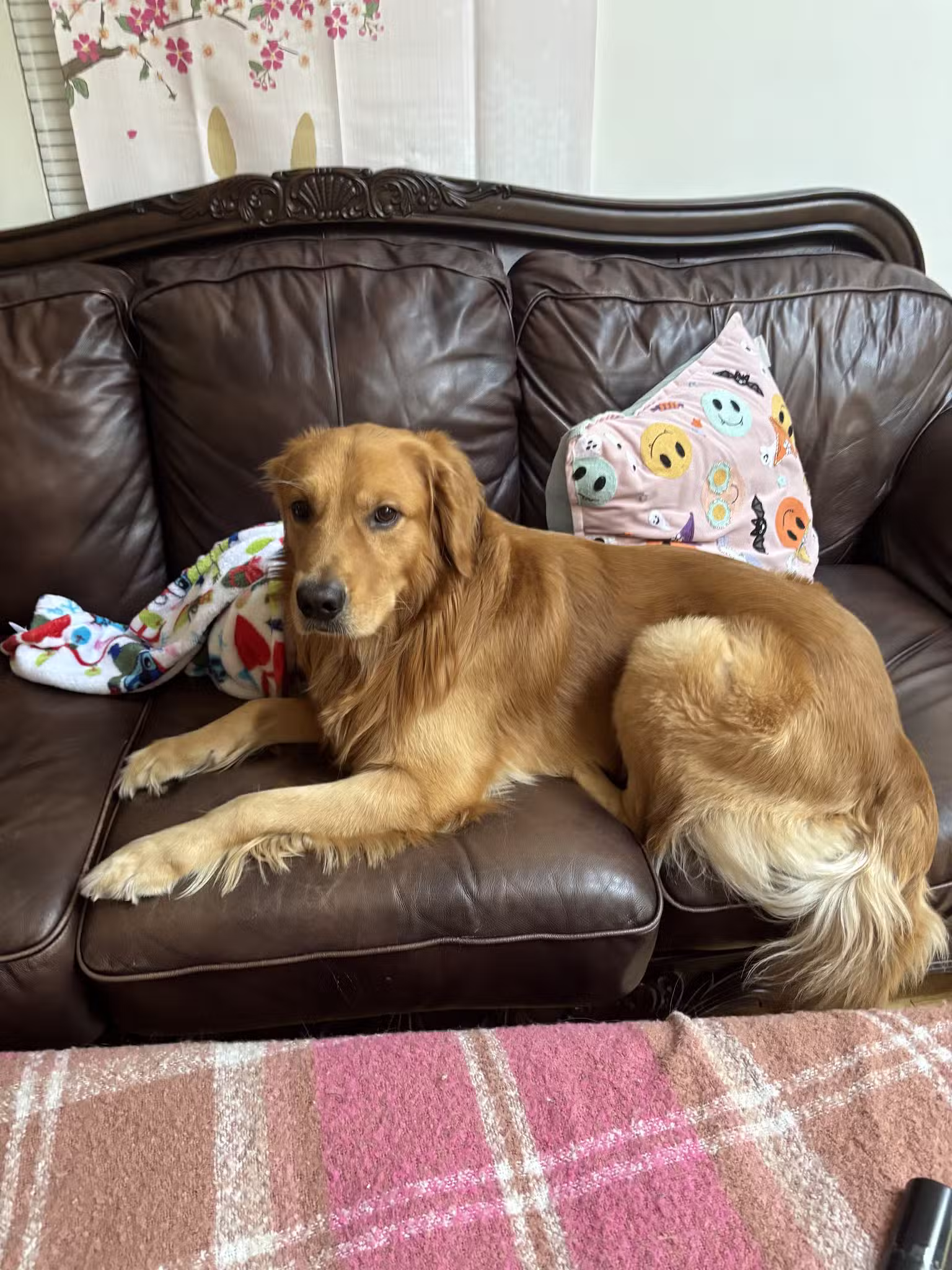 ✨🌈Puchi Pet Paradise😻🐶 - Palisades Park, NJ