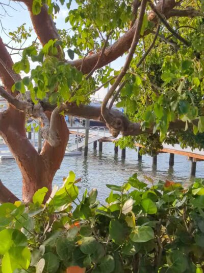 Palm Beach Lake Trail - Palm Beach, FL