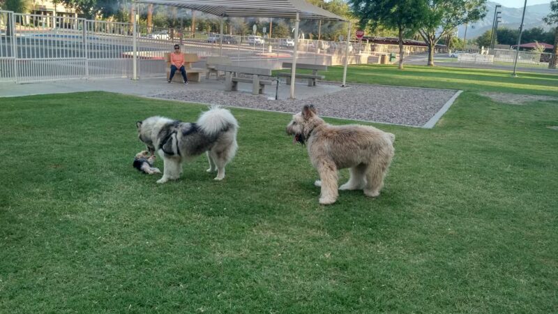 Civic Center Dog Park - Palm Desert, CA