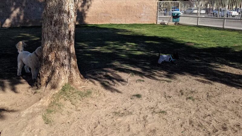Civic Center Dog Park - Palm Desert, CA