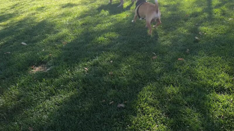 Civic Center Dog Park - Palm Desert, CA