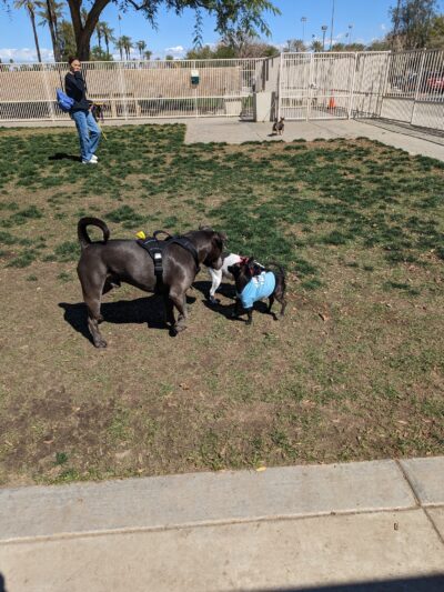 Palm Desert Dog Park - Palm Desert, CA