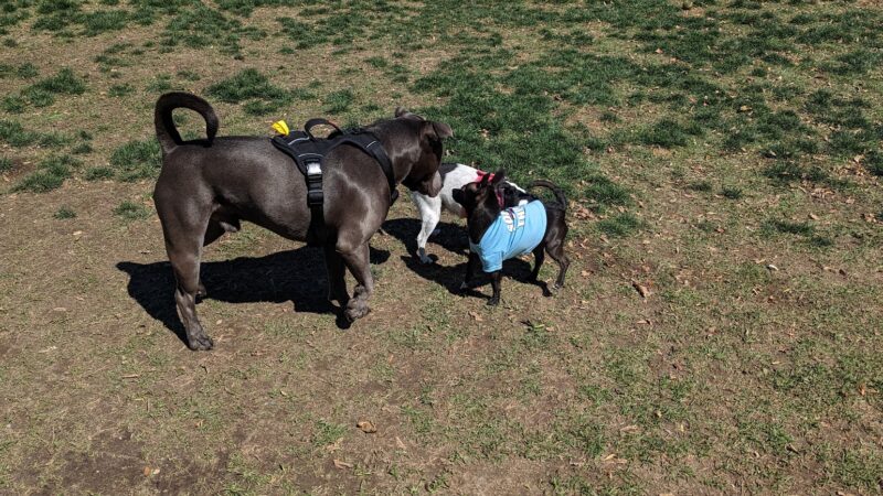 Palm Desert Dog Park - Palm Desert, CA