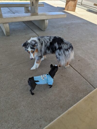 Palm Desert Dog Park - Palm Desert, CA