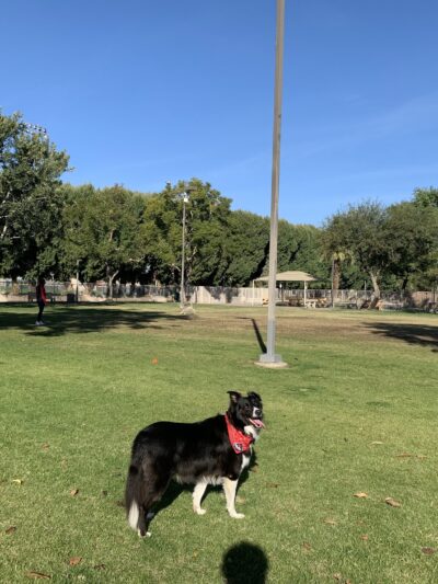 Palm Desert Dog Park - Palm Desert, CA