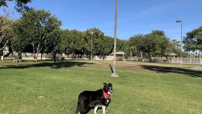Palm Desert Dog Park - Palm Desert, CA